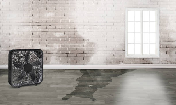Best Ceiling water damage repair  in Mastic Beach, NY